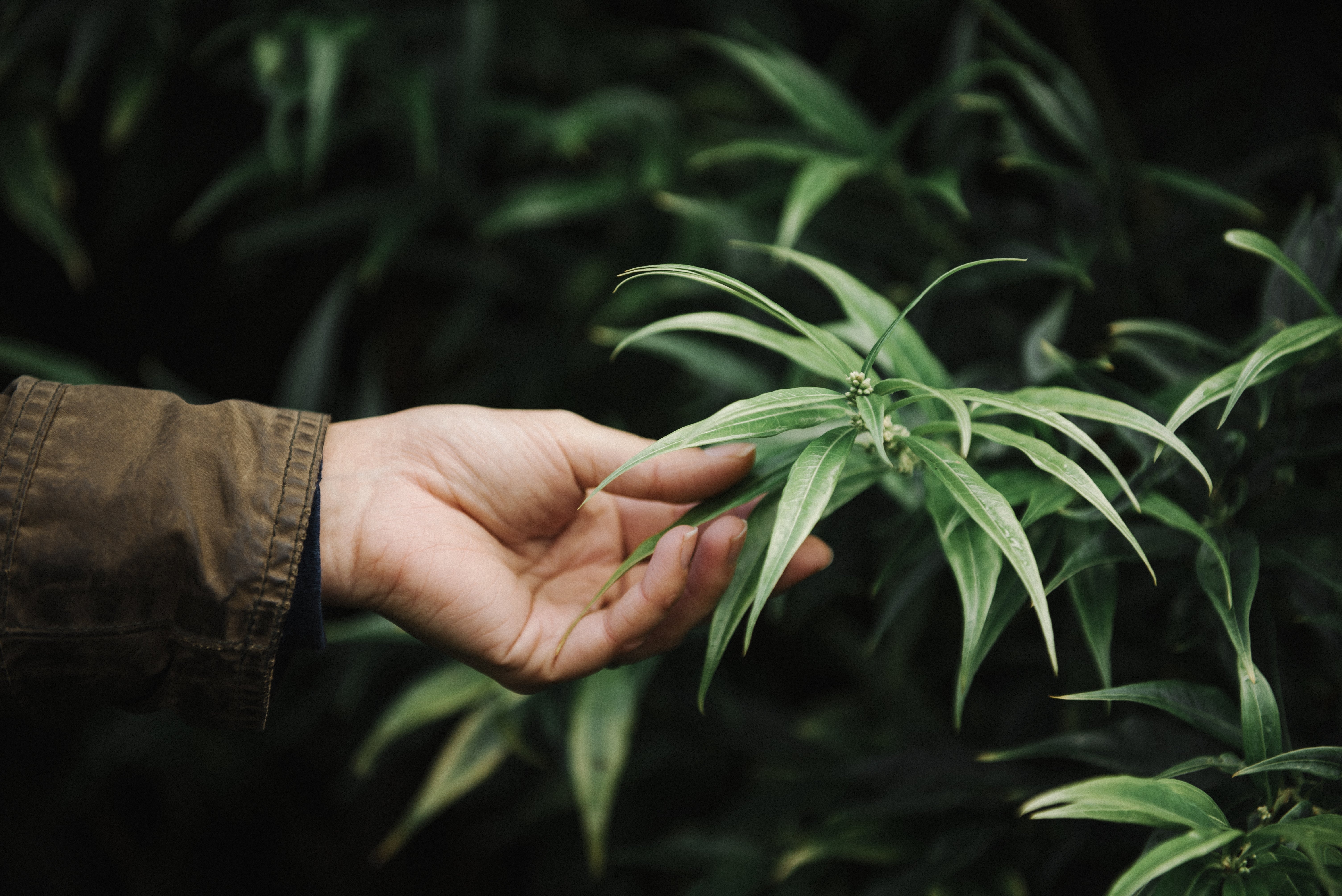 What's So Special About Smoking Herbal Blends?